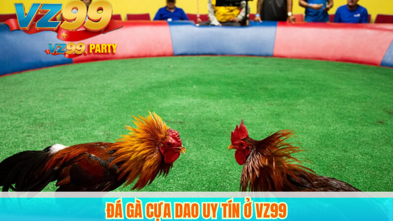 Đá gà cựa dao VZ99 – Trực tiếp và bình luận chuyên nghiệp 4 Đá gà cựa dao uy tín ở VZ99